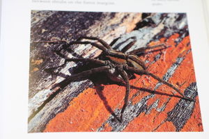 nurseryweb spider